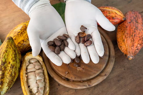 Raw cacao beans and shells in hands with fresh cacao pods – cacao supplier and sourcing