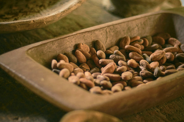 Premium cacao beans and chocolate products representing fermentation quality, commercial cacao sourcing, and B2B chocolate manufacturing supply chains
