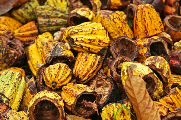 Pile of harvested cacao pod shells on a cacao farm, representing cacao processing, origin sourcing, and post-harvest production stages
