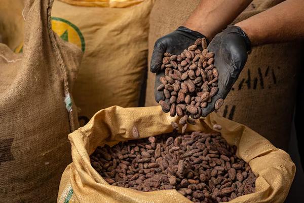 Hands in black protective gloves pouring raw, fermented cacao beans into a large burlap sack, highlighting quality control in bulk single-origin cacao supply.