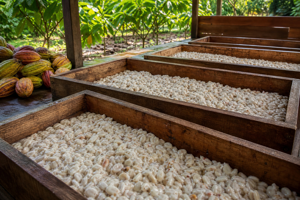 Why Fermentation Quality Determines Cacao Powder Performance