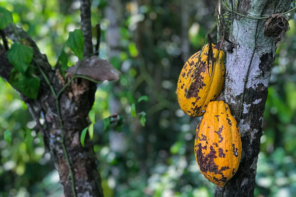 Ripe cacao pods growing on cacao trees in tropical plantation representing single-origin cacao sourcing and sustainable cacao farming