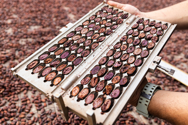 Cacao bean cut test analysis showing fermentation quality and internal bean consistency for commercial cacao sourcing and batch evaluation