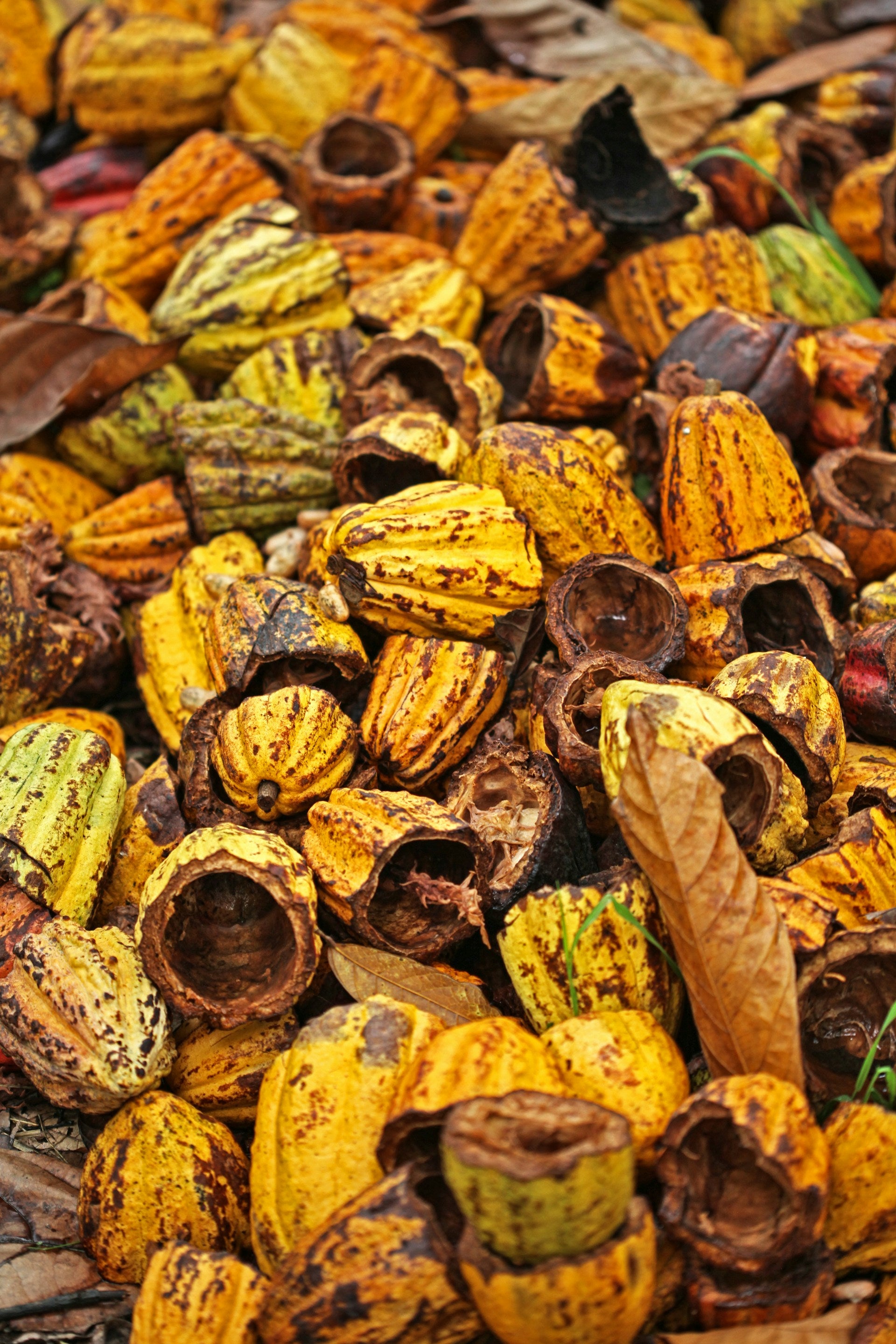 Close-up of a pile of dried, colorful gourds with a natural, earthy background.