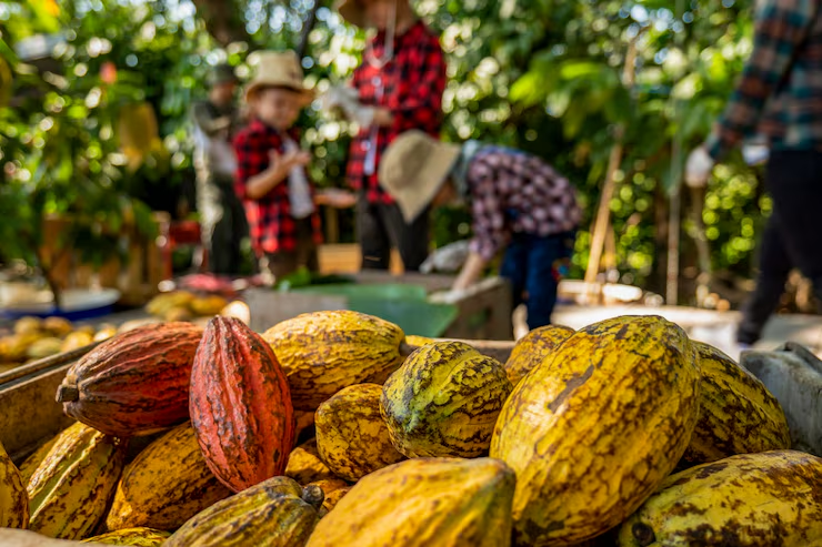 Cocoa beans on a table with people working in the background