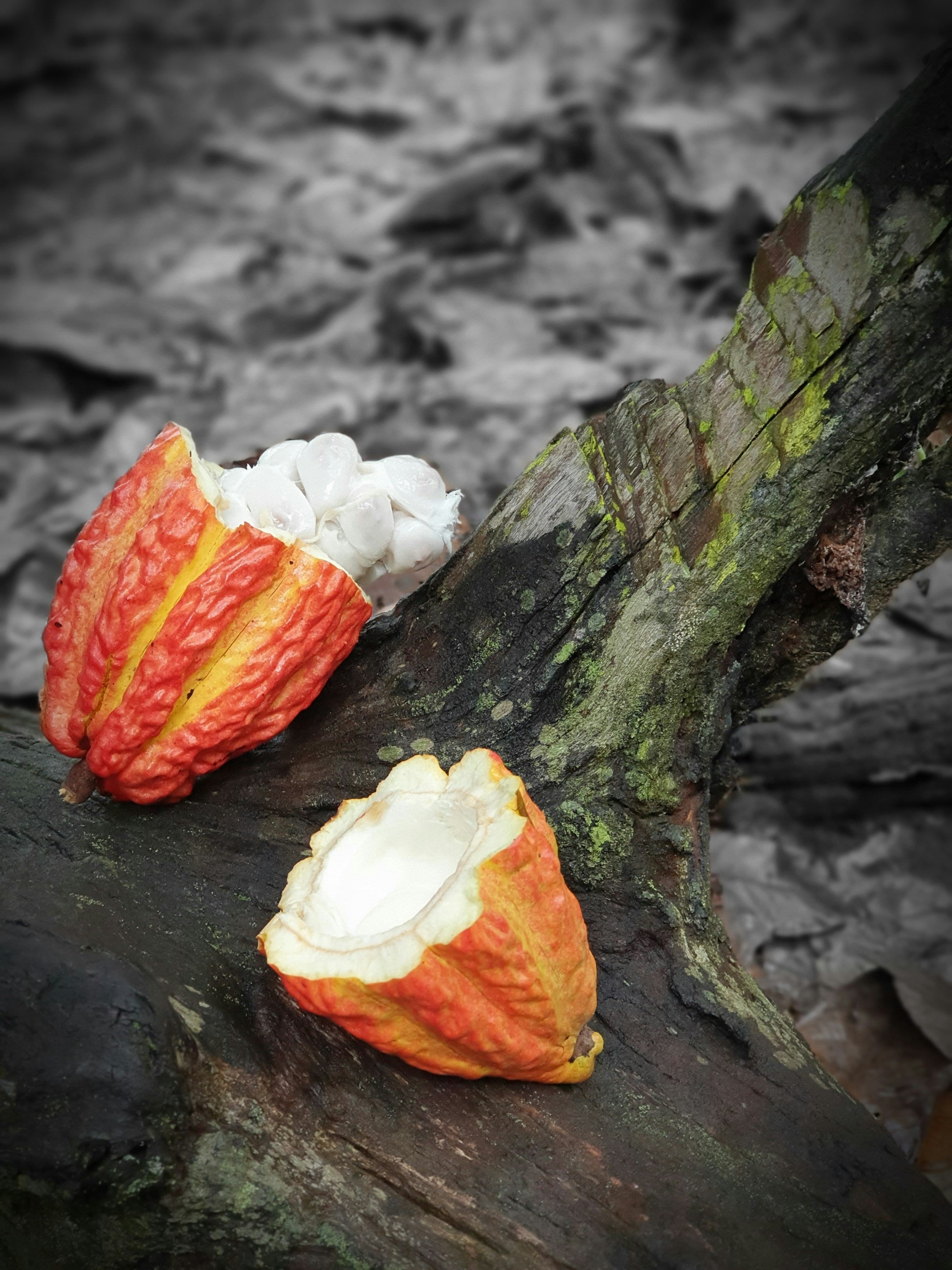 Two open cacao fruits on a rough stone surface