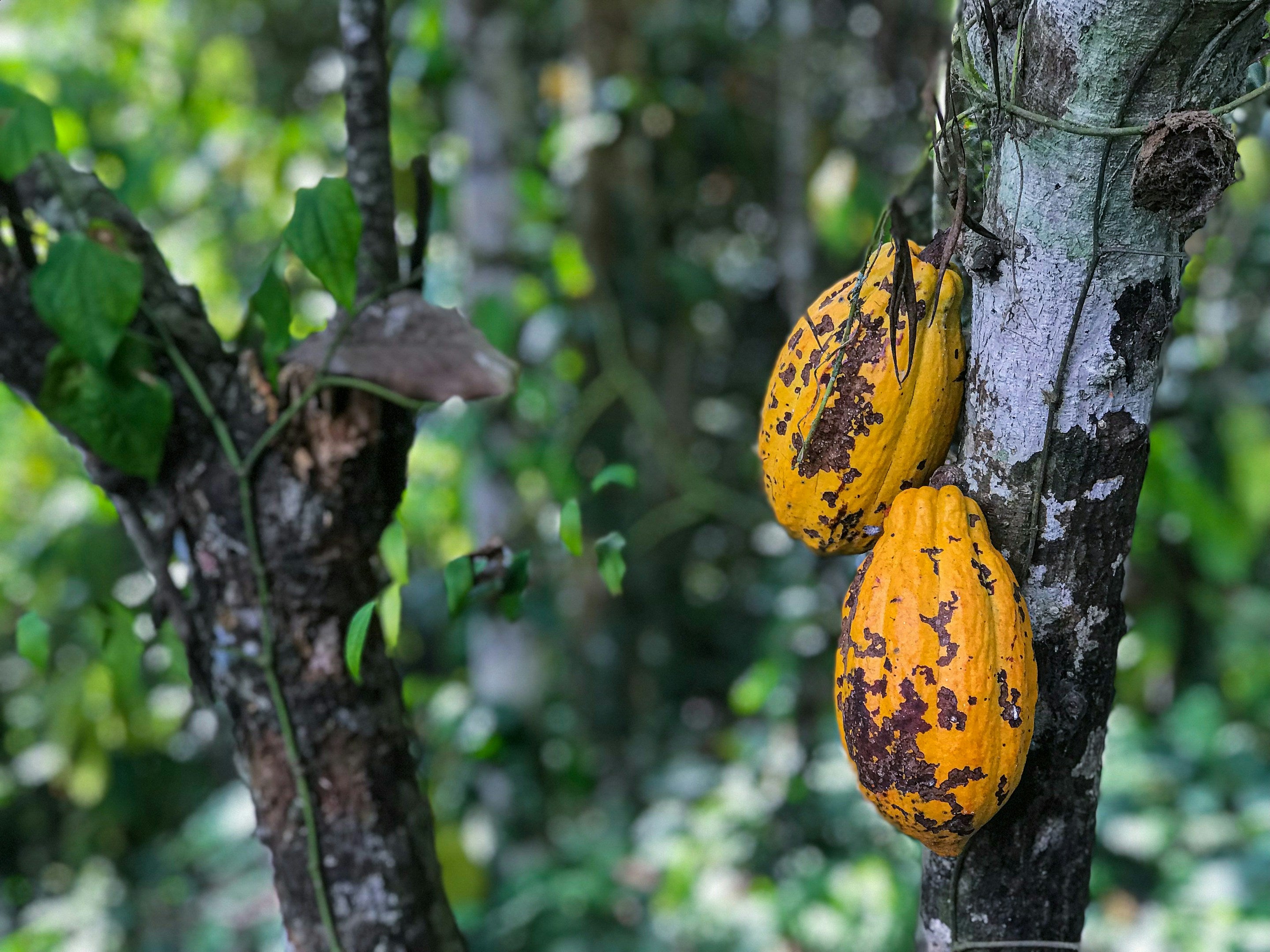 Two yellow cacao fruits hanging from a tree in a forest setting.