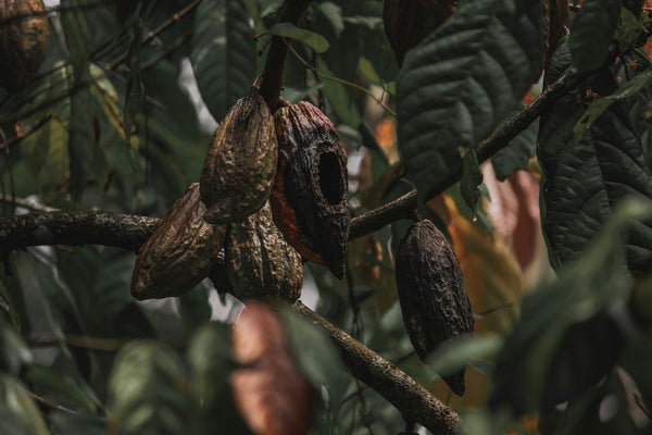 Dried cocoa pods hanging on a tree branch with green leaves.