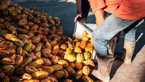 Person sorting cacao beans next to a pile of cocoa beans on a wooden floor.